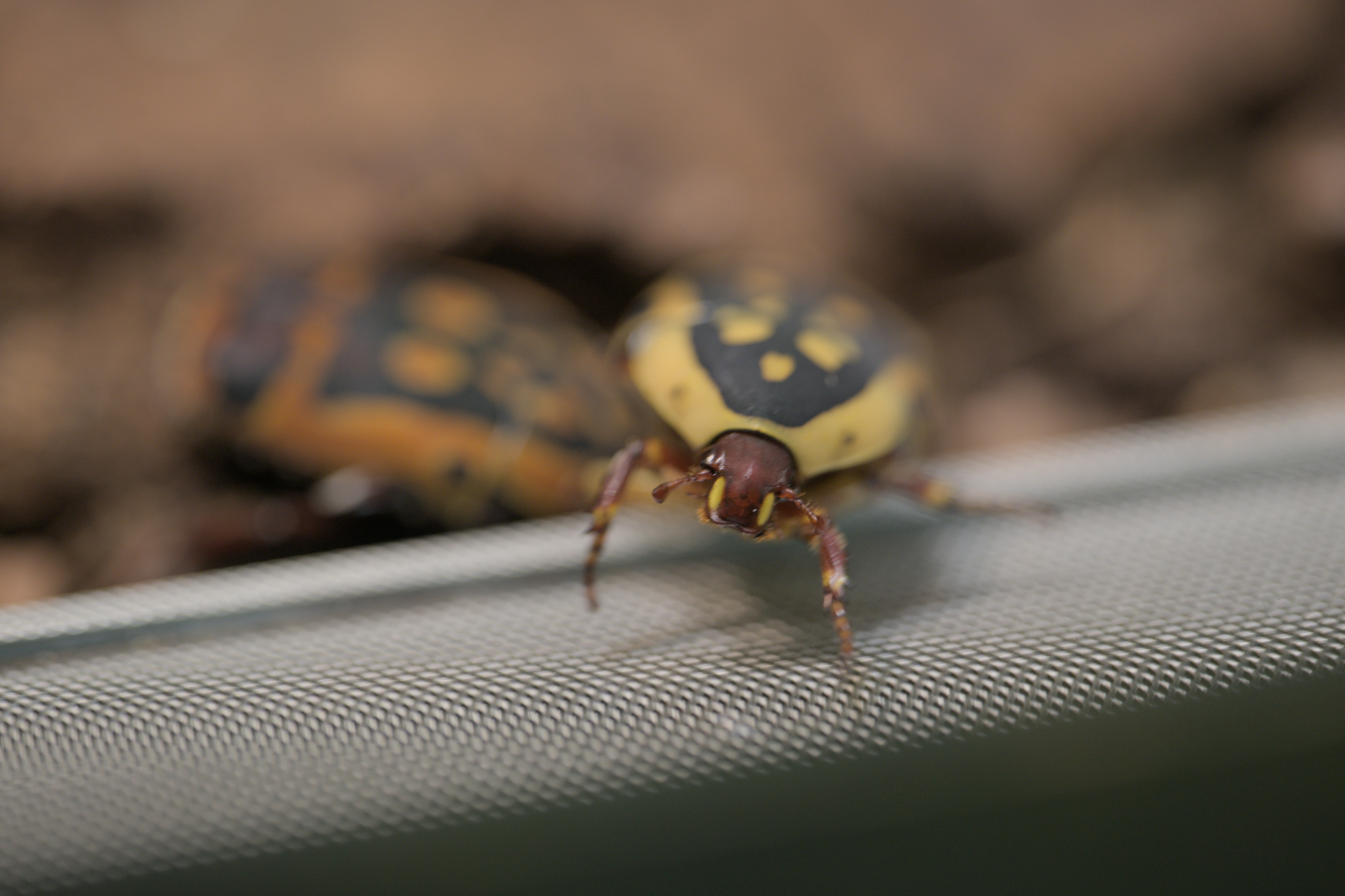 2025/10/12 - zoo/DSC_0226.jpg